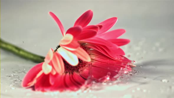 Super Slow Motion One Pink Gerbera Flower Falls on the Table