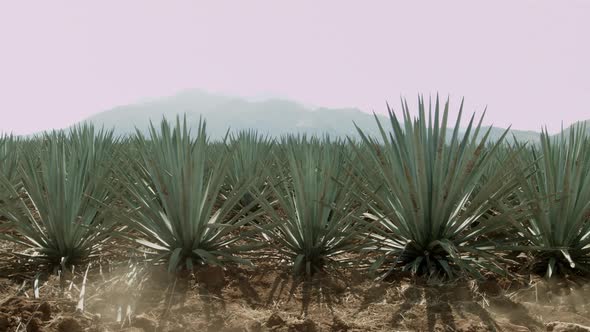 Horse riding in agave fields and between the mountains in the city of Tequila, Jalisco, Mexico.