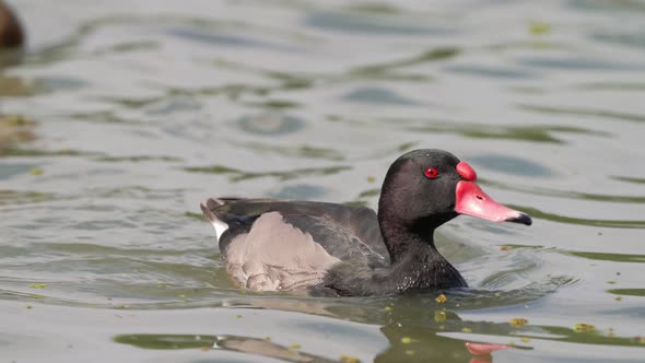 Zoom in shot of a male rosy-billed pochard, netta peposaca with red beak, chilling on the calm wavy