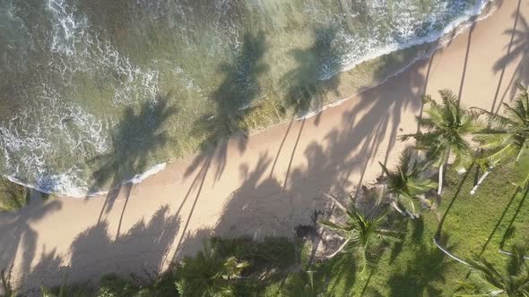 Foaming Ocean Waves Roll on Sandy Coastline with Palm Trees