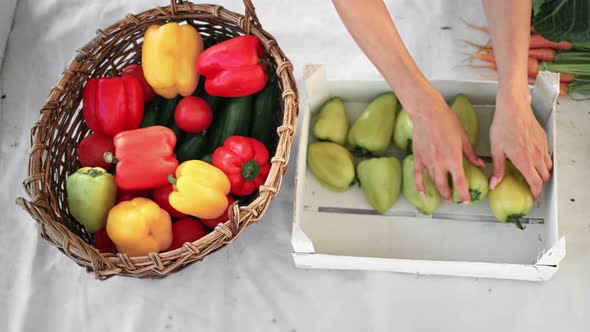 Closeup Female Agricultural Worker Putting Vegetables From Basket to Box