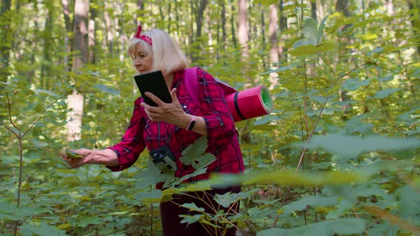 Active Senior Elderly Grandmother Adventurer Exploring Forest Trees Plants with Her Digital Tablet