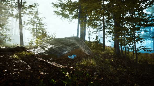 Panoramic View of the Majestic Forest in a Morning Fog