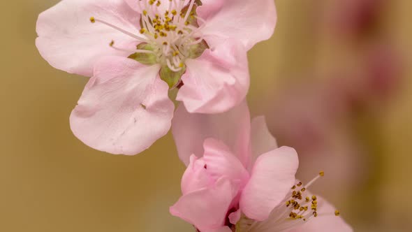 Peach Fruit Flower Blossom Timelapse