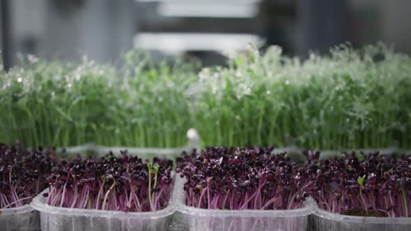 Small Business Young Stems of Organic Micro Greens in Containers Watered with Fresh Water From Spray