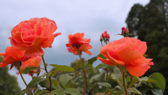 Orange Roses Against The Sky 