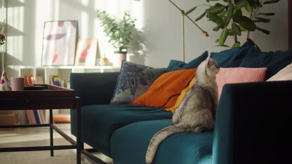 Cat Sitting on Sofa in Living Room