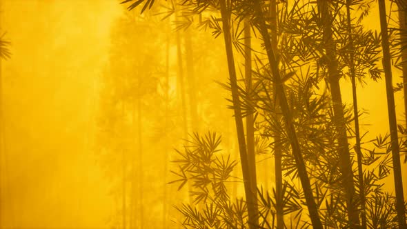 Asian Bamboo Forest with Morning Fog