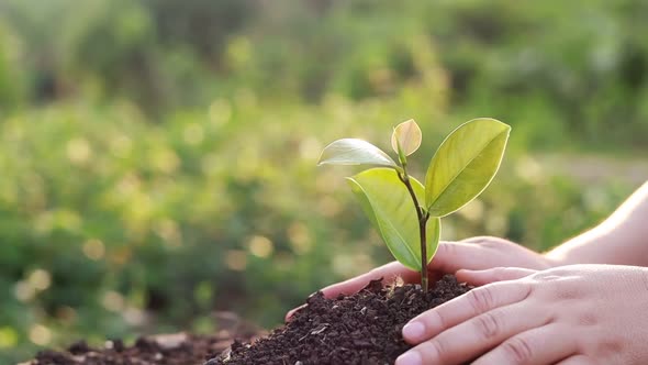 hands planting trees on green background concept of loving the world