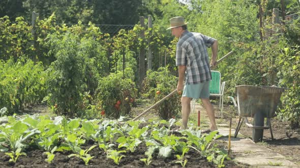 Senior Farmer working in Field