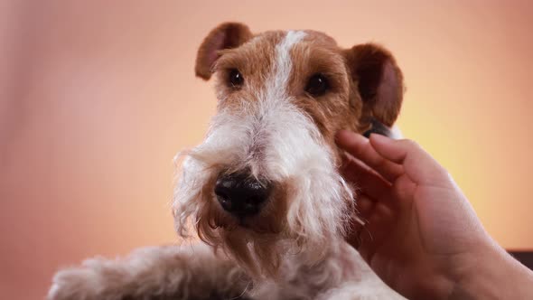 An Obedient Fox Terrier Lies in the Studio on an Orange Pink Gradient Background. The Owner's Hand