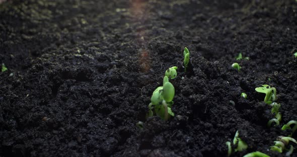 Plant Growth or Sprouts Sprouting Radish with Sun Glare