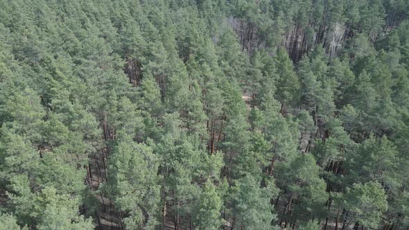 Pine Forest in the Afternoon Aerial View Slow Motion