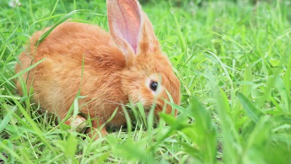 Cute Adorable Red Fluffy Rabbit Sitting on the Green Grass Lawn in the Backyard