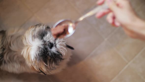 Person Feeds Shitzu Puppy Moving Metal Spoon Over Dog