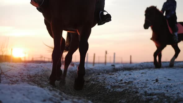 Horses With Riders Ride in the Aviary, Winter on The Street Against the Beautiful Sunset, Close-up