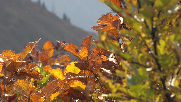 Leaves That Turn Yellow With The Approaching Autumn Season