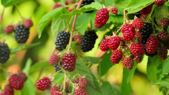 Bunches of ripe black and red and green unripe blackberries swaying in the wind, dewberry grow on a