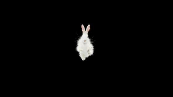 59 Rabbit Front Flip HD