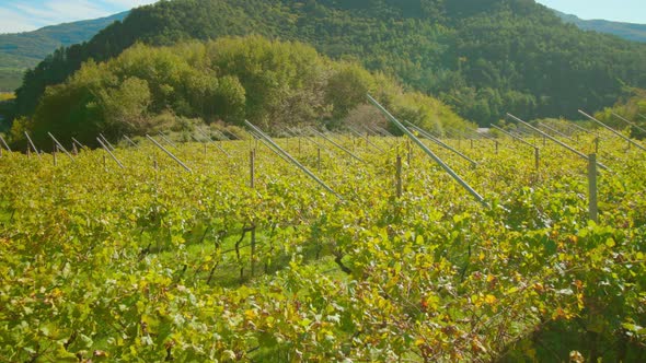 Grape Vines with Yellow Leaves Grow on Valley Vineyard