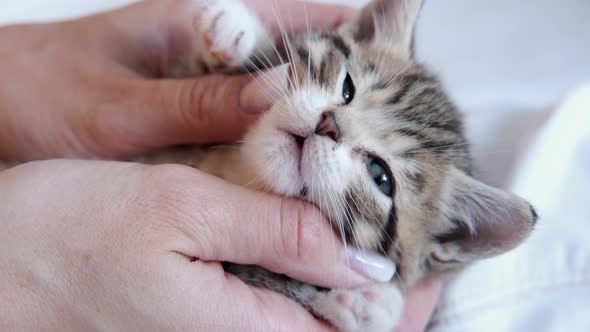 Close Up Kitten Falling Asleep in Hands of Owner