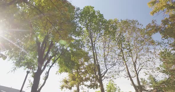 Walking Under Trees on Walkway in Urban City Park or Woods in Summer Sunny Day