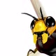 Flying Bee - VideoHive Item for Sale