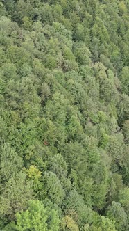 Aerial View of Trees in the Forest