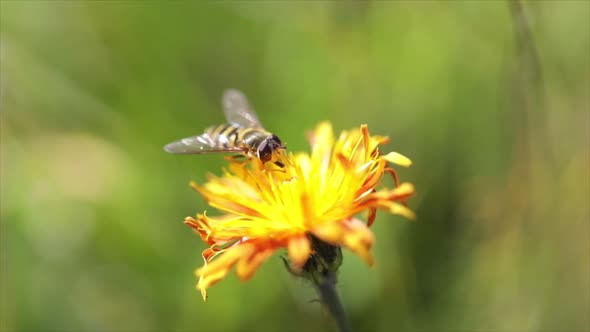 Bee Collects Nectar From Flower Crepis Alpina