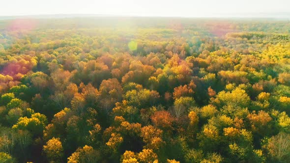 Aerial Video of Autumn Forest on a Sunny Day