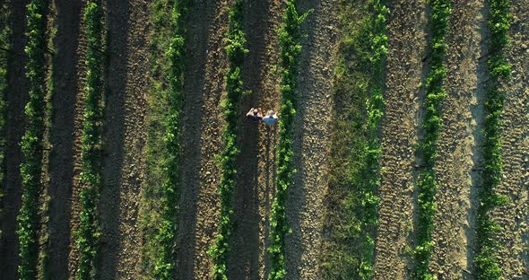 Aerial view of a few people walking in a vineyard in Croatia.