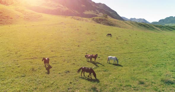 Flight Over Wild Horses Herd on Meadow. Spring Mountains Wild Nature. Freedom Ecology Concept