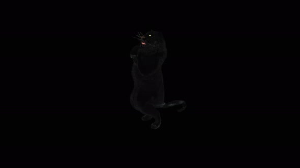 Panther Dancing 4K