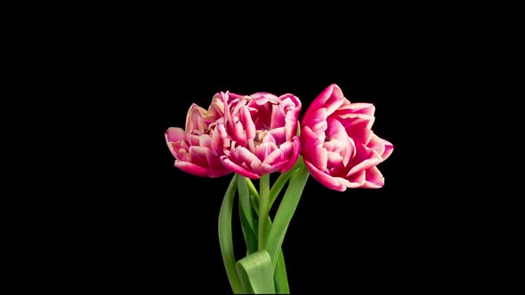 Timelapse of Pink White Peony Tulips Flowers Opening