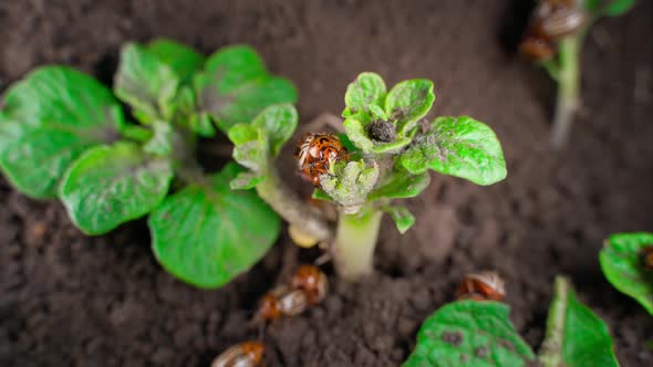 The Colorado Potato Beetle Eats the Green Leaves of a Young Potato Closeup