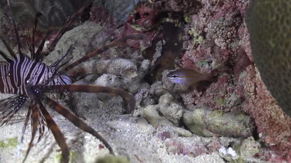 Lionfish feeding on cardinal fish at night.