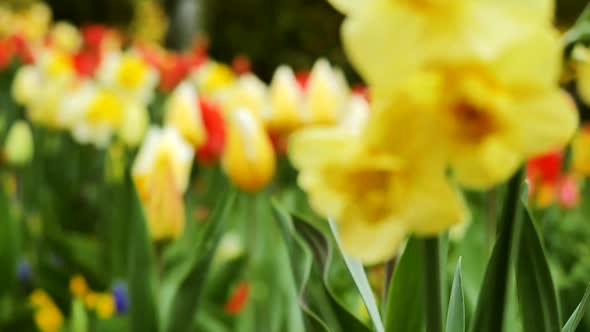 Yellow daffodils in the foreground and very beautiful background of tulips.