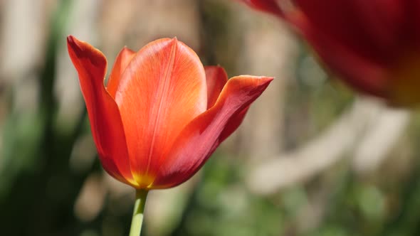 Shallow DOF red Tulipa gesneriana flower in the garden 4K 2160 30fps UltraHD footage -  Didier tulip