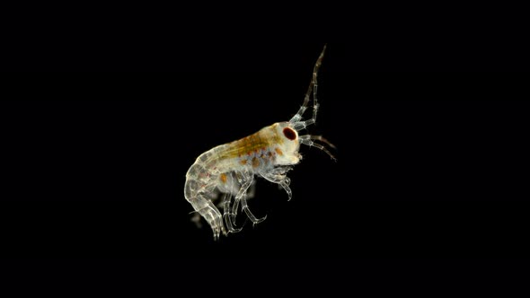 Young Amphipoda Poekilogammarus Sp. Under the Microscope, of the Family Acanthogammaridae, Endemic