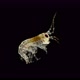Young Amphipoda Poekilogammarus Sp. Under the Microscope, of the Family Acanthogammaridae, Endemic - VideoHive Item for Sale