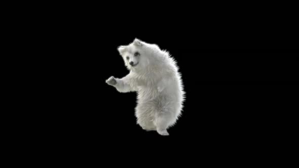 132 White Bear Dancing HD