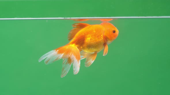 Gold Fish On Green Screen Background