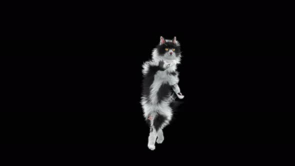 Cat Dancing 4K