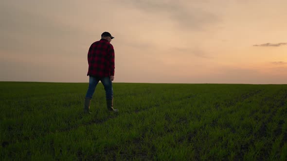 Caucasian Old Male Farmer in a Hat Going Along the Path in the Wheat Field on the Beautiful Sunset