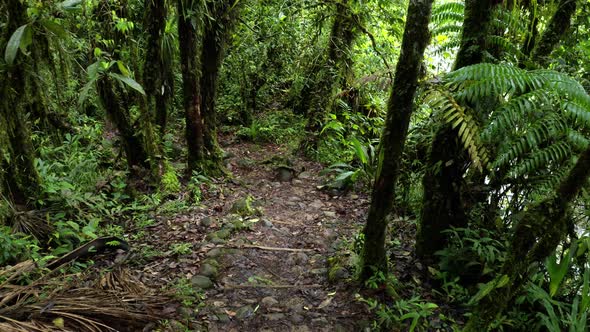 Going down a beautiful trail in a tropical forest with many different plants 
