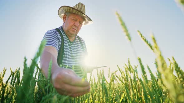 Farmer Agronomist in Field Touches Wheat Ears with His Hands and Checks Crops with Help Using
