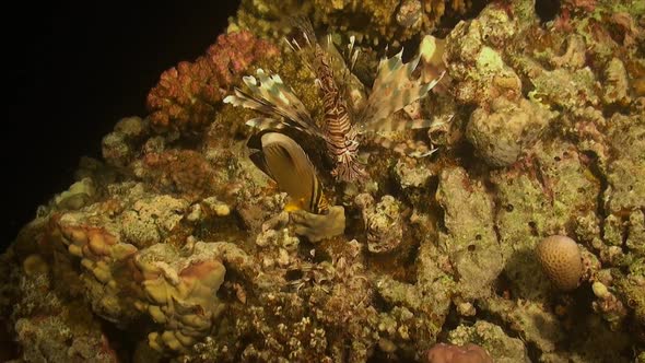 Lionfish (Pterois miles) and butterfly fish swimming over coral reef at night in the Red Sea