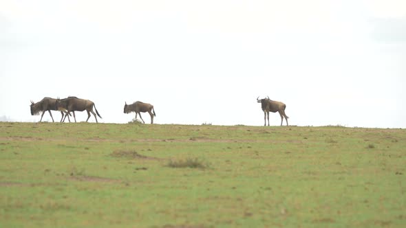 Four wildebeests walking in Maasai Mara