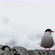 Bird perching on rock, Cuverville Island, Antarctica - VideoHive Item for Sale