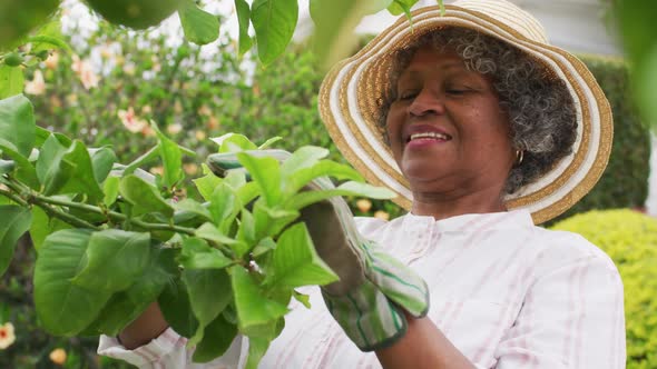 Portrait of senior african american woman wearing gardening gloves cutting plants in the garden